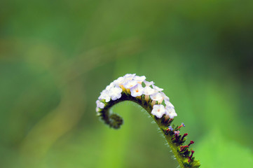 macro flower green background