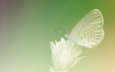 Pale grass blue butterfly with soft filter background
