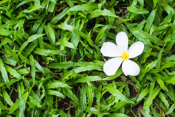 Plumeria flower 