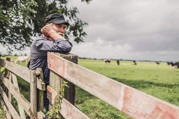 Elderly farm worker tending his cattle © ysbrandcosijn