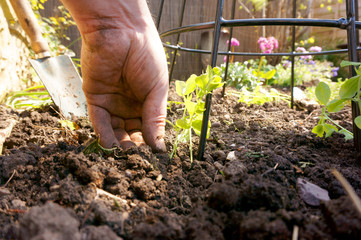 Planting Sweet Pea.
Man planting a Sweet Pea plant.