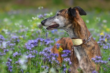 Galgo Espanol