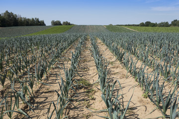 Lauch auf einem Feld