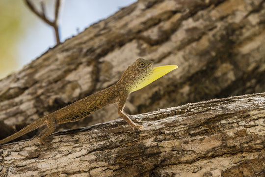 An adult male flying dragon (Draco spp), displaying its dewlap, Komodo National Park, Komodo Island, Indonesia