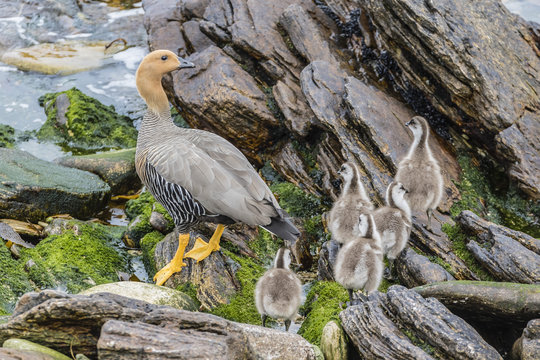 Adult female upland goose (Chloephaga picta leucoptera) with goslings at Carcass Island, Falkland Islands, U.K. Overseas Protectorate