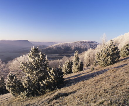 Juniper, winter morning, Kaltes Feld, Wissgoldingen, Swabian Alb, Baden Wurttemberg, Germany