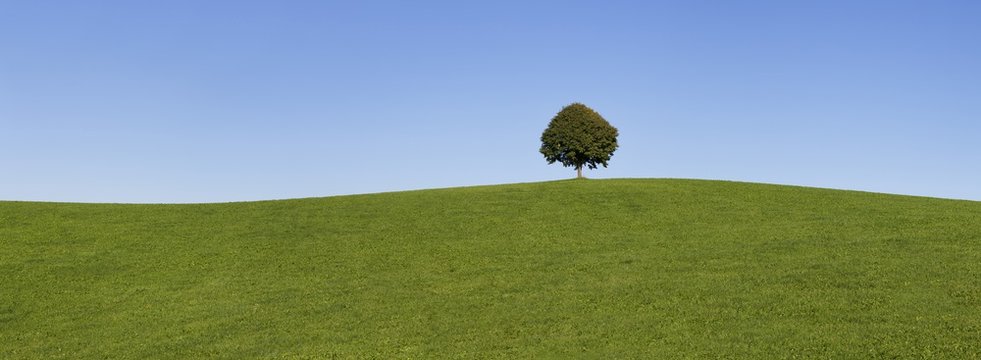 Single tree on a hill, Allgau, Swabia, Baden Wurttemberg, Germany