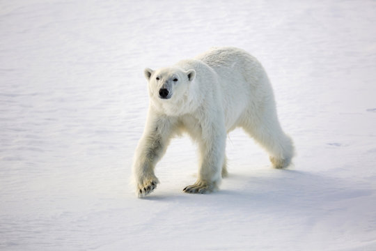 Adult polar bear (Ursus maritimus) on first year sea ice in Olga Strait, near Edgeoya, Svalbard, Arctic