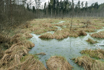 Grass overgrown swamp