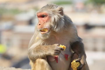 Rajasthan, Jaipur, indian monkeys taken in Galata
