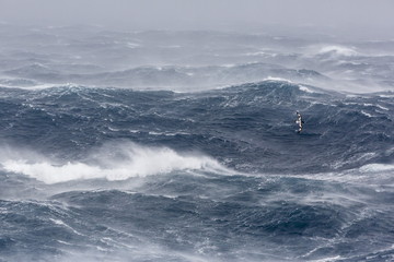 Adult cape petrel (Daption capense) flying in gale force winds in the Drake Passage, Antarctica