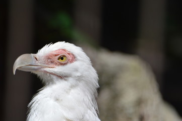 vautour