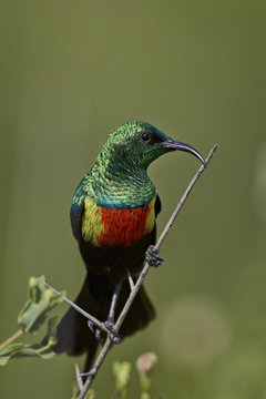 Beautiful sunbird (Cinnyris pulchella), male, Ngorongoro Conservation Area, Serengeti, Tanzania 