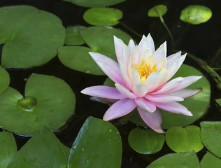 Pink water lily (Nymphaea)