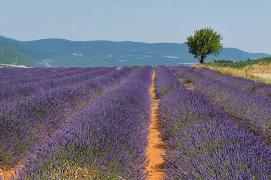 Lavendelfelder in der Provence | Südfrankreich