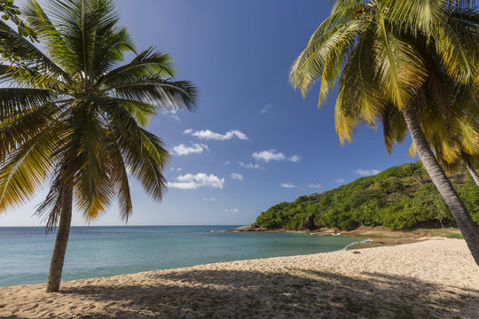 Palm Trees Thrive On The Beautiful Beach Of Hawksbill Which Houses One Of The Most Luxurious Resorts In The Caribbean, Antigua, Leeward Islands