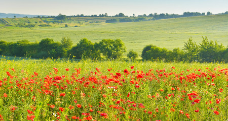 Poppies in summer countryside