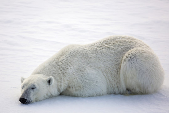 Adult polar bear (Ursus maritimus) on first year sea ice in Olga Strait, near Edgeoya, Svalbard, Arctic