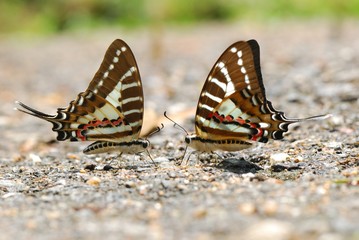 Butterfies