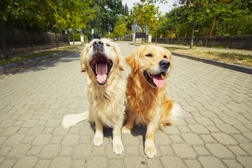 Two golden retriever dogs
