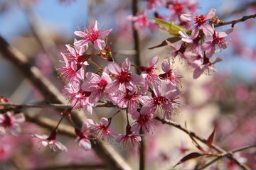 Fototapeta premium amygdalus persica at vietnam 