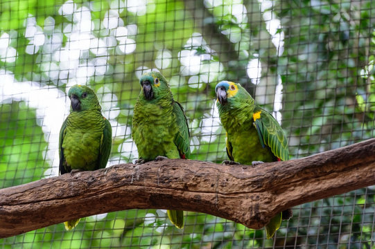 Parrot in bird park, Iguazu, Brazil