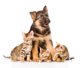 german shepherd puppy and bengal kittens together. isolated on w