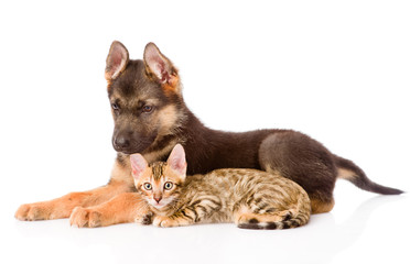 german shepherd puppy and bengal kitten lying in profile. isolat