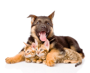 happy puppy dog embracing little kittens. isolated on white back