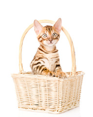 Fototapeta na wymiar purebred bengal kitten in the basket. isolated on white backgrou