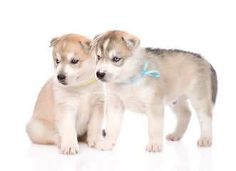 Two Siberian Husky puppies looking away. isolated on white backg