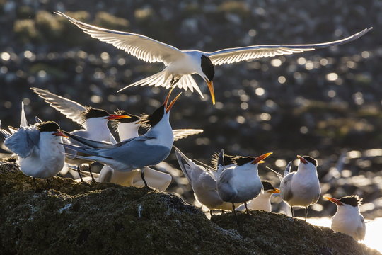 Breeding elegant terns (Thalasseus elegans) return to colony on Isla Rasa, Baja California Norte, Mexico