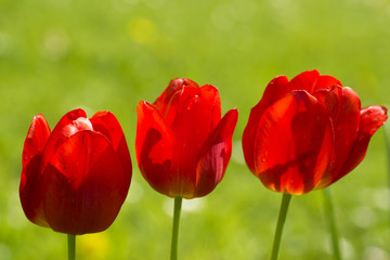 3 rote Tulpen