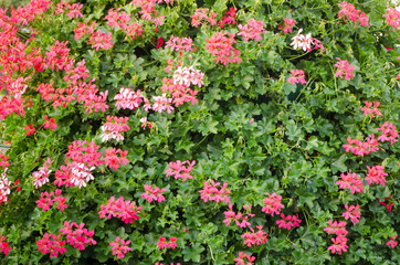 Fototapeta premium pink geranium flowers