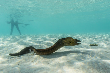 Yellowmargin moray eel (Gymnothorax flavimarginatus) underwater on pink sand beach, Komodo National Park, Komodo Island, Indonesia