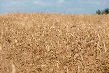 golden wheat in a farm field