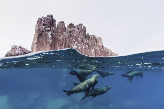 California sea lions (Zalophus californianus) underwater at Los Islotes, Baja California Sur, Mexico
