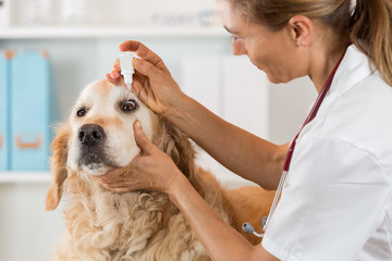 Veterinary clinic - 88348016