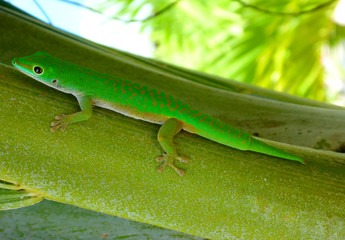 Un gecko des Seychelles
