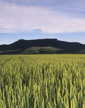 Corn field, Teckberg Mountain, Teck Castle, Kirchheim, Swabian Alb, Baden Wurttemberg, Germany