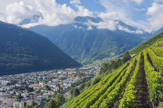 Vineyards, Martigny, Valais, Swiss Alps