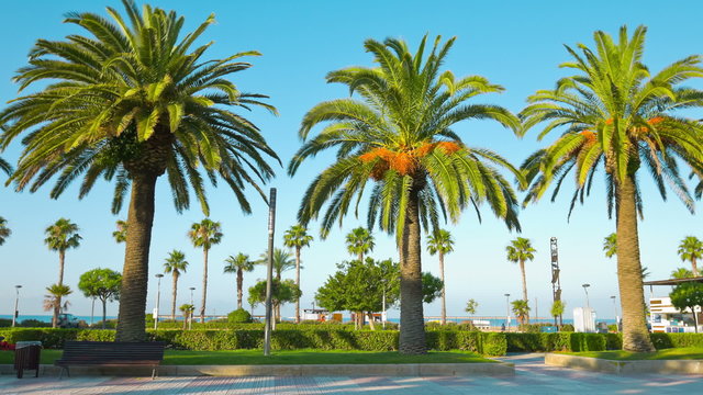 Beautiful summer scene with palm trees, Salou in Spain, Europe