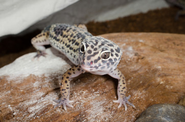 Fütterungszeit! Leopardgecko mit Vorfreude...