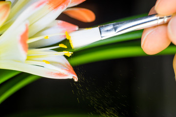 Artificial pollination