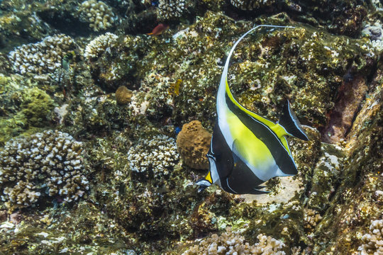 Adult Moorish idol (Zanclus cornutus), Batu Bolong Island, Komodo Island National Park, Indonesia