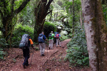 Balade en forêt, sur le mont Kilimandjaro