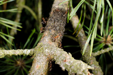 rote Waldameisen und Blattläuse
