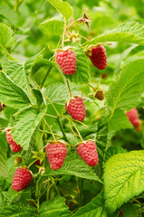 Several ripe red  raspberries growing