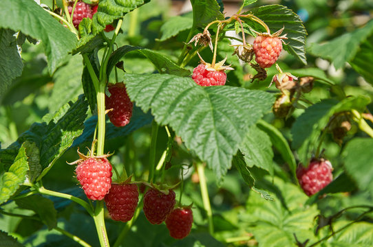 Several ripe red  raspberries growing on the bush