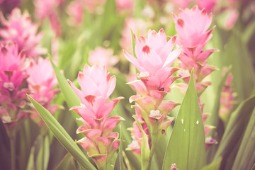 Obraz premium flowers with filter effect retro vintage style